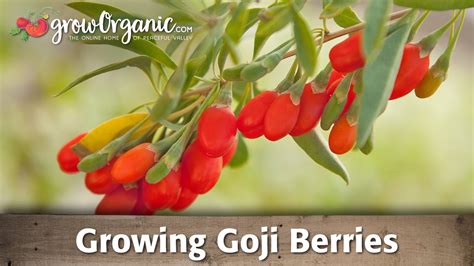 are goji berries poisonous.